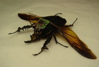 Cyborg Beetle (Bild: UC Berkeley)