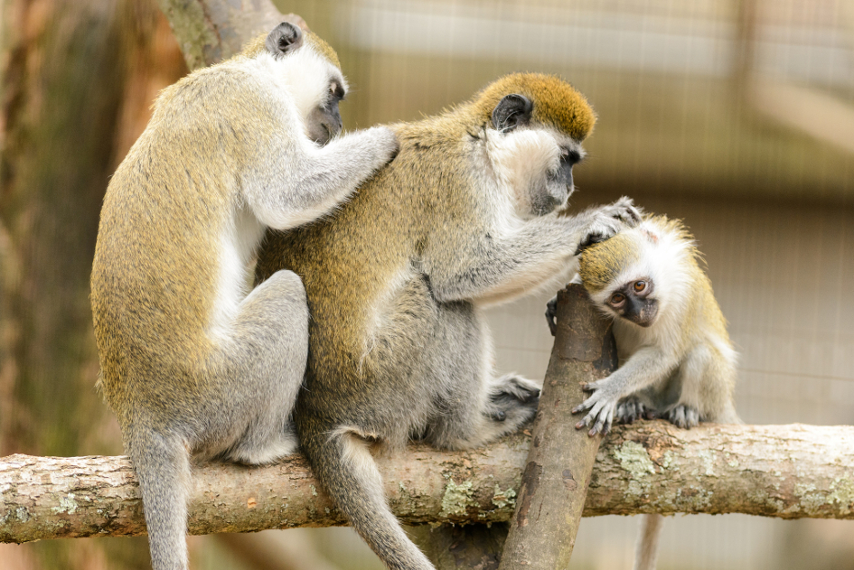 Grivet Monkey Family Grooming (image by Eric Kilby [CC BY-SA 2.0] via flickr)