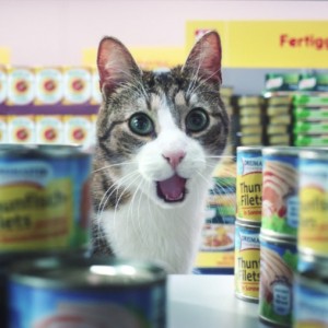 thunfisch_cat_unruly