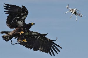 Drone interception (Imagy via Guard From Above- Maarten van der Voorde)