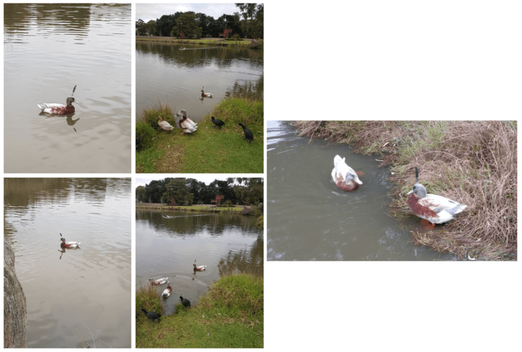 Die Byethorne-Ente (Images provided by RSPCA)