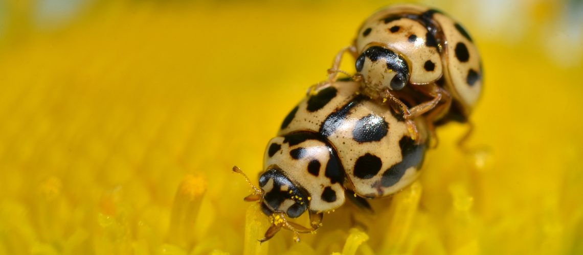 Madam keeps on eating while Mister is very busy ... (adapted) (Image by Gilles San Martin [CC BY-SA 2.0] via Flickr)