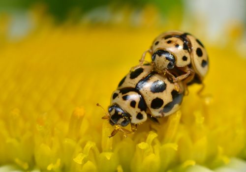 Madam keeps on eating while Mister is very busy ... (adapted) (Image by Gilles San Martin [CC BY-SA 2.0] via Flickr)