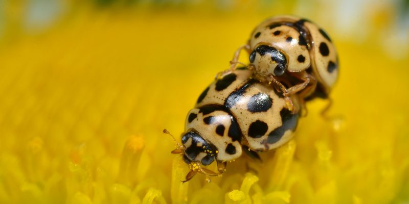Madam keeps on eating while Mister is very busy ... (adapted) (Image by Gilles San Martin [CC BY-SA 2.0] via Flickr)