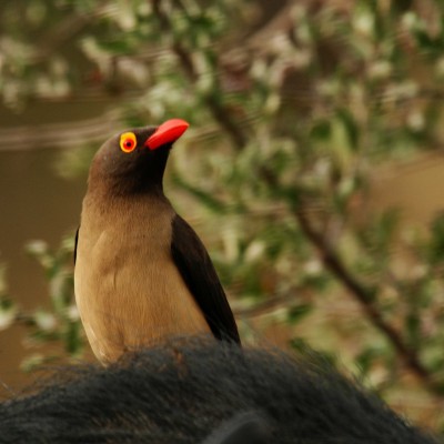 Red_billed_oxpecker_close