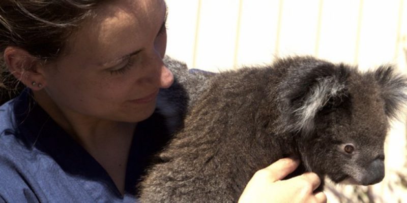 blog-slide-koala-image-by-hollightly-de