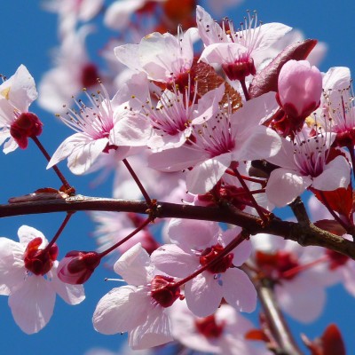 Mandelblüte (image by LoggerWiggler [CC0] via pixabay)