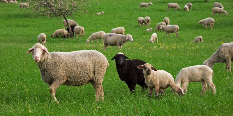 Gegensätze (adapted) (Image by David Schiersner [CC BY 2.0] via Flickr