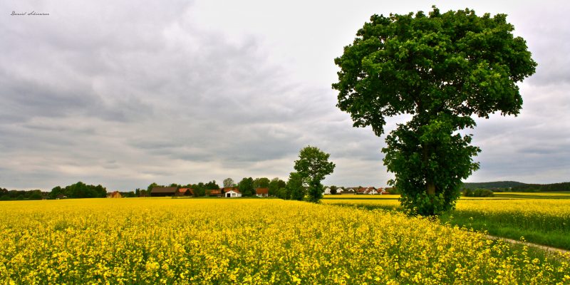 Rapsfeld (adapted) (Image by Daniel Schiersner [CC BY 2.0] via Flickr