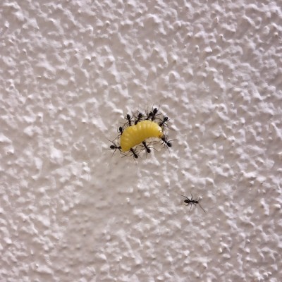 Ants (Image by culturalibre [CC0 Public Domain], via Pixabay