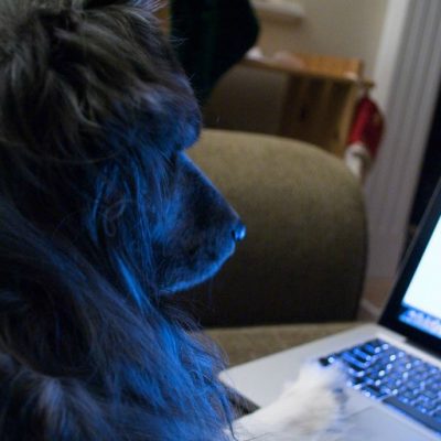 Caught Surfin Flickr (adapted) (Image by Derek Gavey [CC BY 2.0] via flickr)