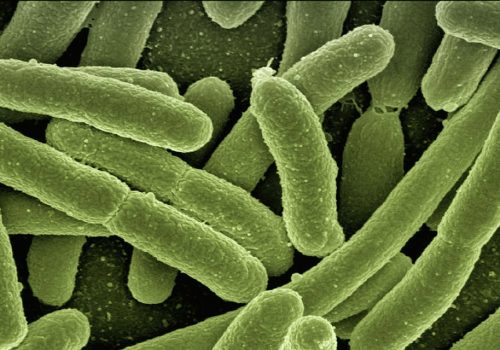 Koli Bakterien (image by geralt [CC0] via Pixabay)