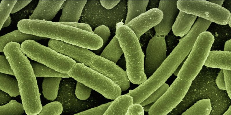 Koli Bakterien (image by geralt [CC0] via Pixabay)