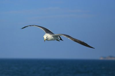 seagull (image by dyangerous [CC0 Public Domain] via Pixabay)