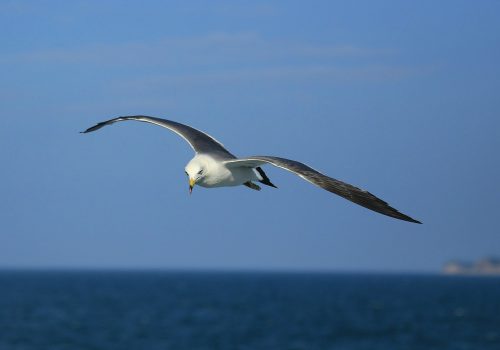 seagull (image by dyangerous [CC0 Public Domain] via Pixabay)