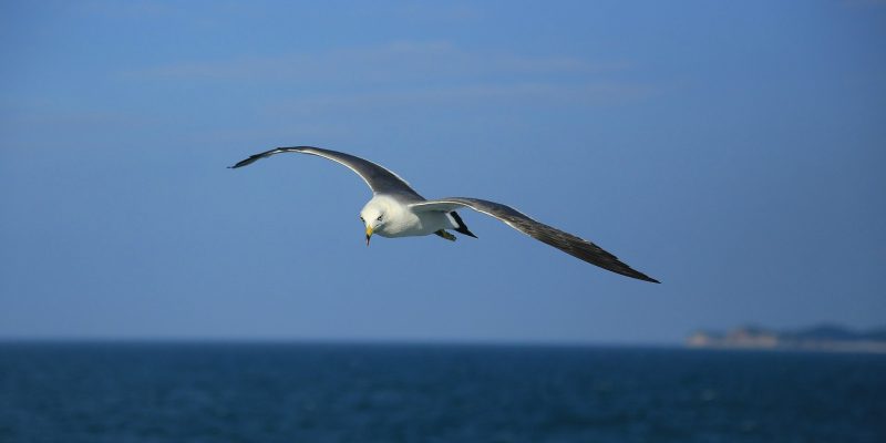 seagull (image by dyangerous [CC0 Public Domain] via Pixabay)