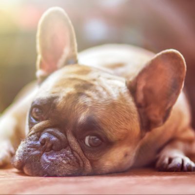 hund(image by lightstargod[CC0 Public Domain] via Pixabay)