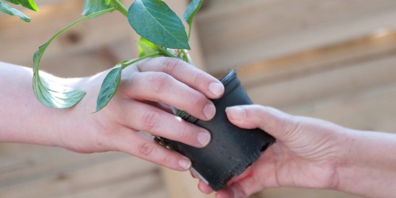 Grünes übergeben (adapted) (Image by Maik Meid [CC BY-SA 2.0] via Flickr)