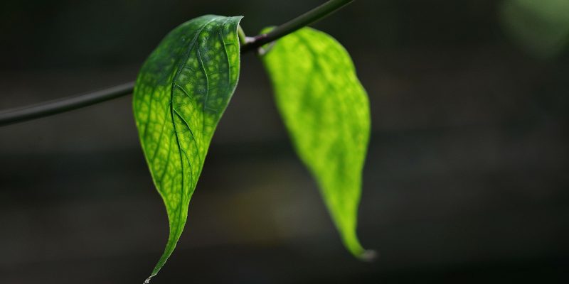 blaetter-image-by-glady-via-pixabay