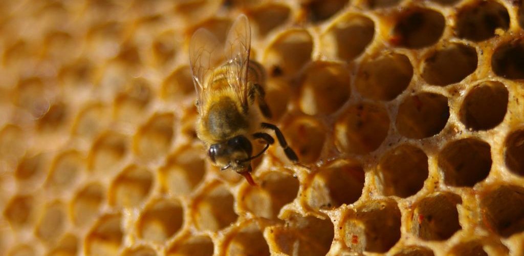 sweet, sweet honey (adapted) (Image by Peter Shanks [CC BY 2.0] via flickr)