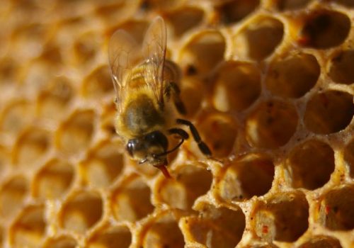 sweet, sweet honey (adapted) (Image by Peter Shanks [CC BY 2.0] via flickr)