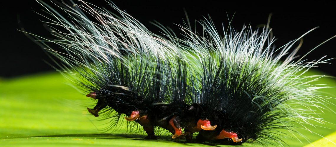 caterpillar (adapted) (Image by Josch13 [CC0 Public Domain] via Pixabay)