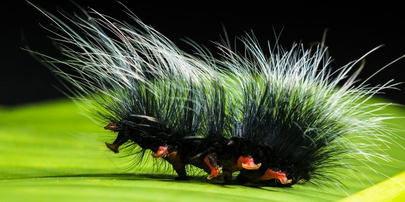 caterpillar (adapted) (Image by Josch13 [CC0 Public Domain] via Pixabay)