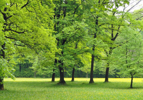 Wald(adapted)(Image by 12019 [CC0 Domain] via Pixabay)