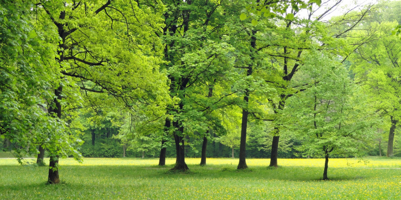 Wald(adapted)(Image by 12019 [CC0 Domain] via Pixabay)