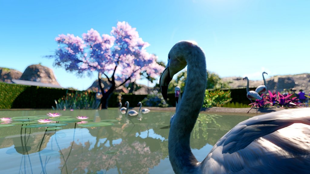 Ein Flamingo im Wasser mit Kirschbaum im Hintergrund