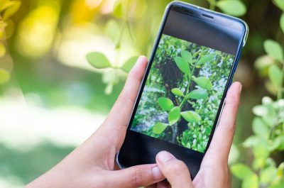 zwei Hände halten ein Smartphone, die Kamera ist angeschaltet und zeigt auf eine Pflanze
