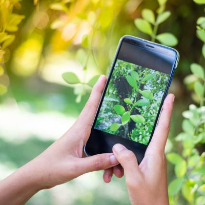 zwei Hände halten ein Smartphone, die Kamera ist angeschaltet und zeigt auf eine Pflanze