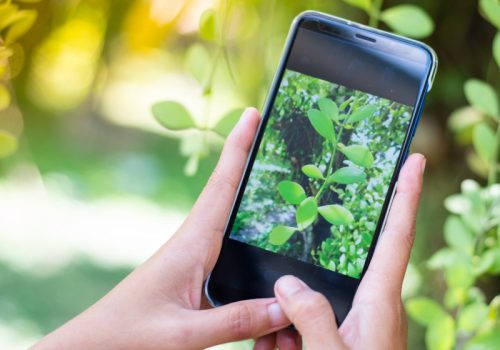 zwei Hände halten ein Smartphone, die Kamera ist angeschaltet und zeigt auf eine Pflanze