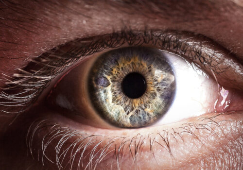 Detailaufnahme Auge