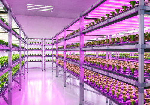 Beitragsbild Vertical Farming: Das Innere einer Vertical Farm.