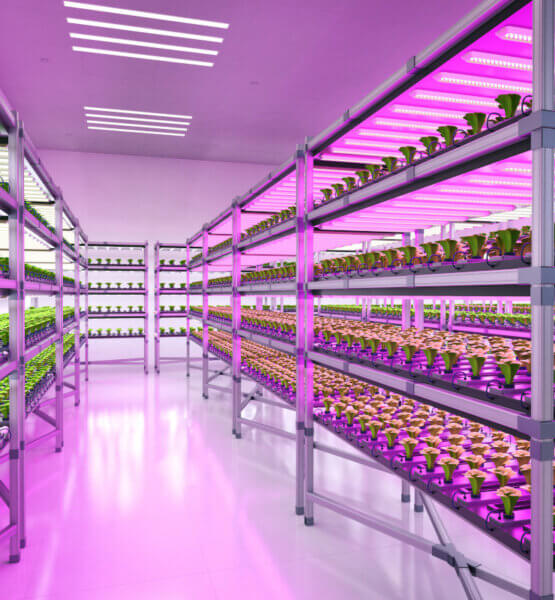 Beitragsbild Vertical Farming: Das Innere einer Vertical Farm.