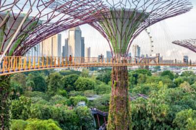 Ein Park in Singapur, dessen mit Blumen bewachsene Stahlkonstruktionen wie riesige, exotische Bäume anmuten. Durch diese Bäume führt eine Fußgängerbrücke. Drunter ist ein dichtbewachsener Park.